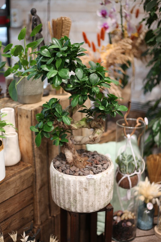 Ficus microcarpa "Bonsaï " photo 1